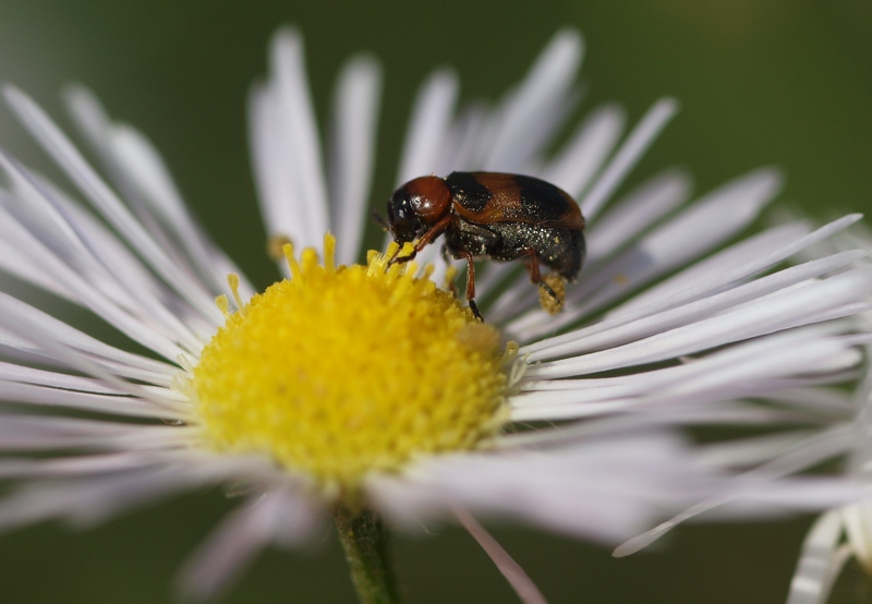 Coptocephala unifasciata (Chrysomelidae)